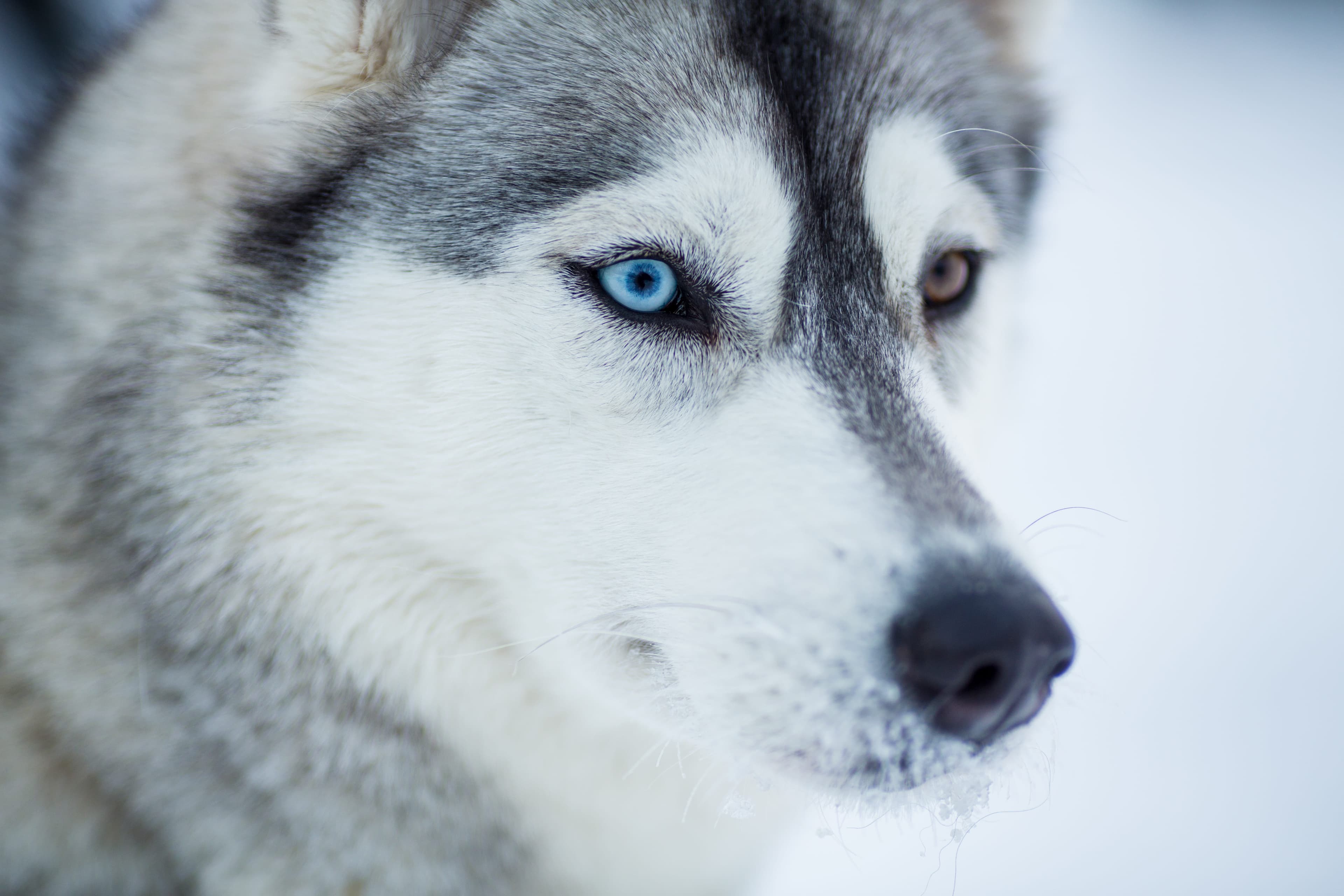 Husky Sleigh Ride - 7