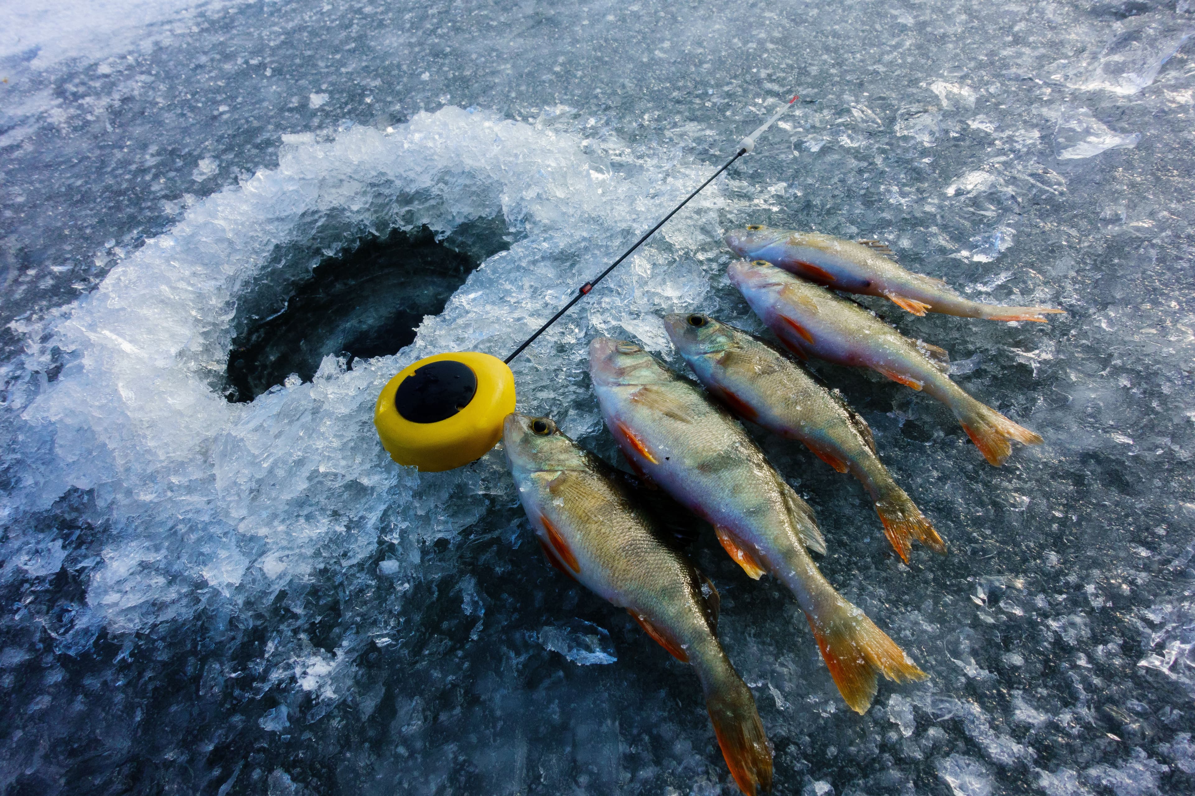 Ice Fishing Experience - 5