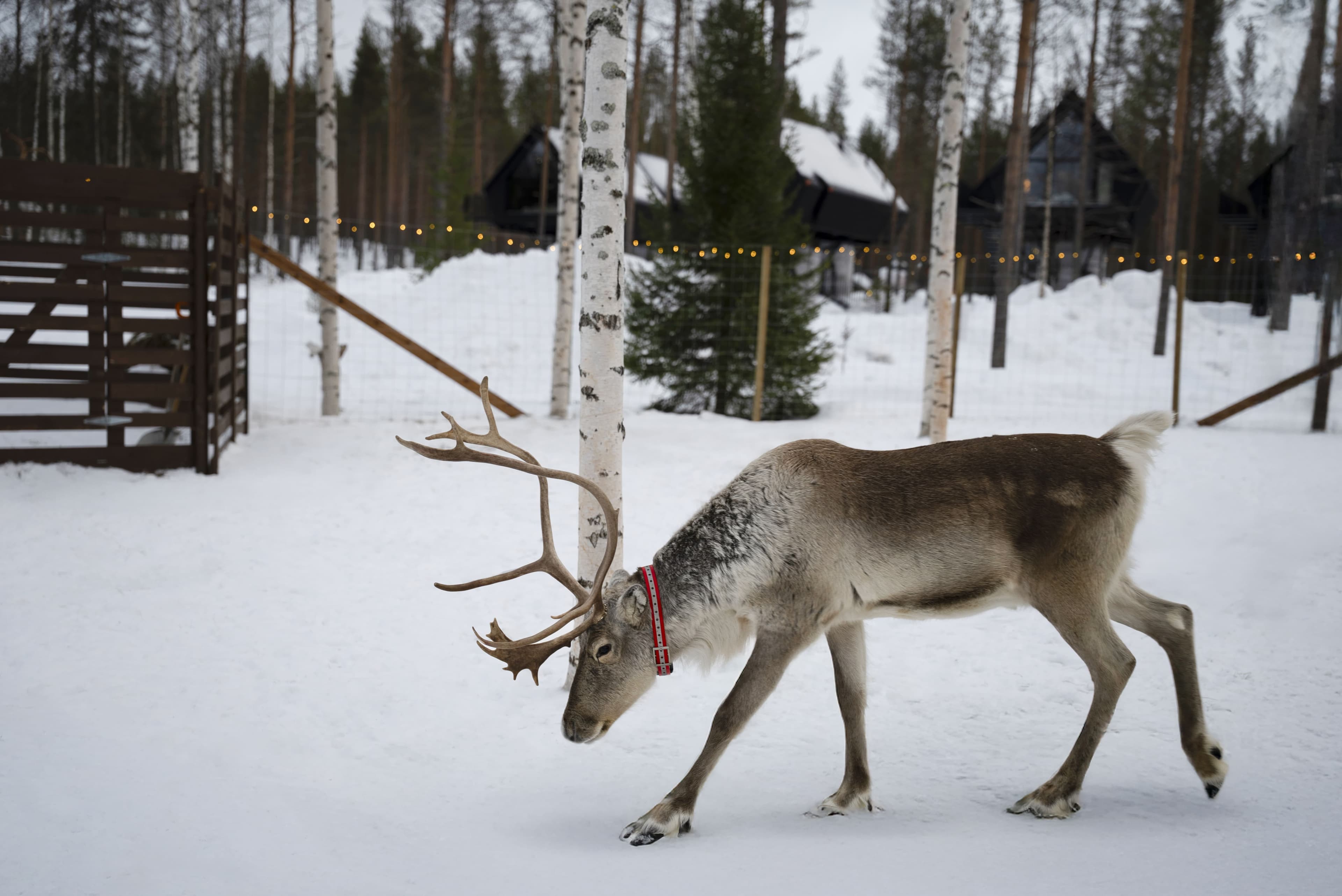 Reindeer Walk in the Arctic Forest