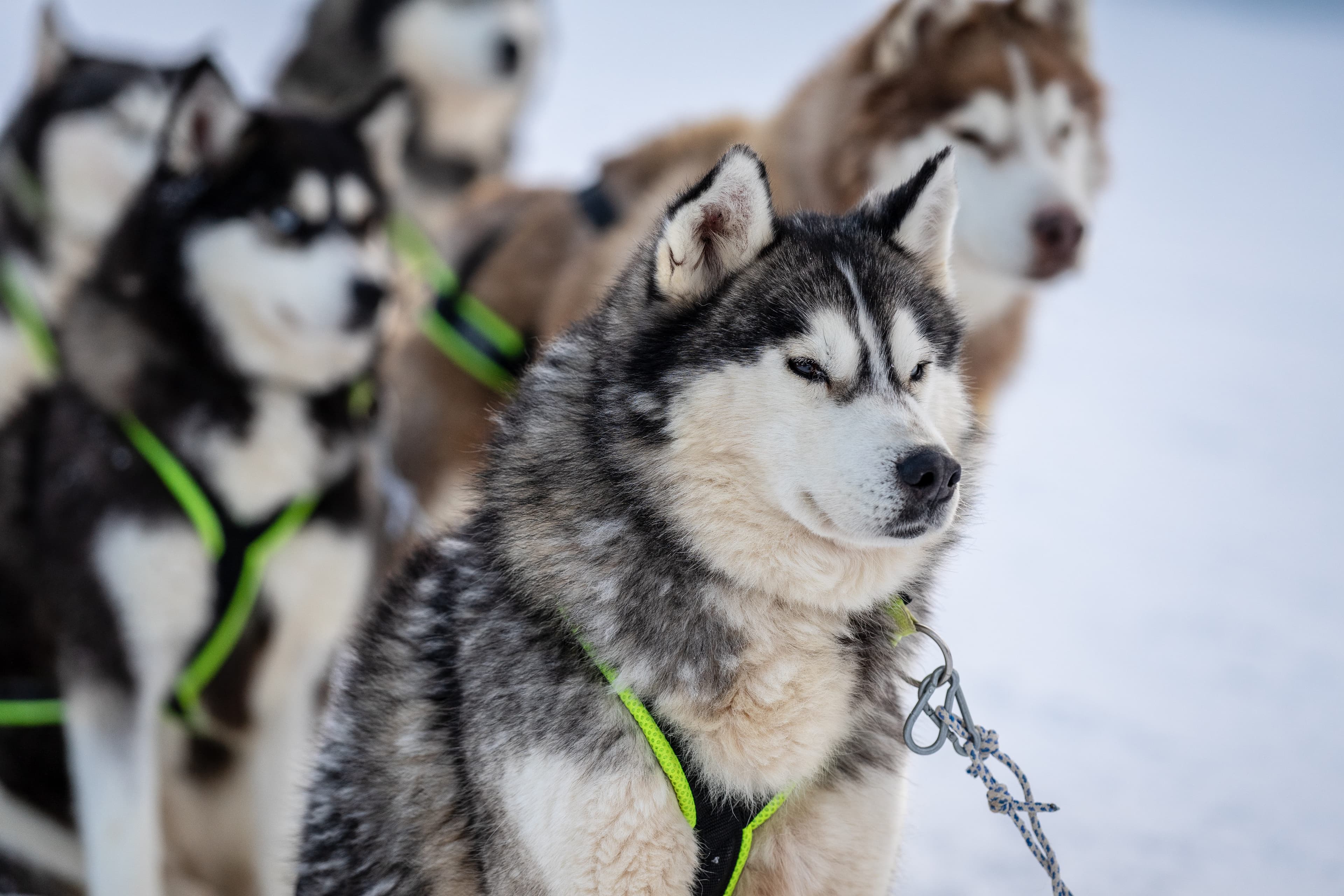 Husky Sleigh Ride - 8
