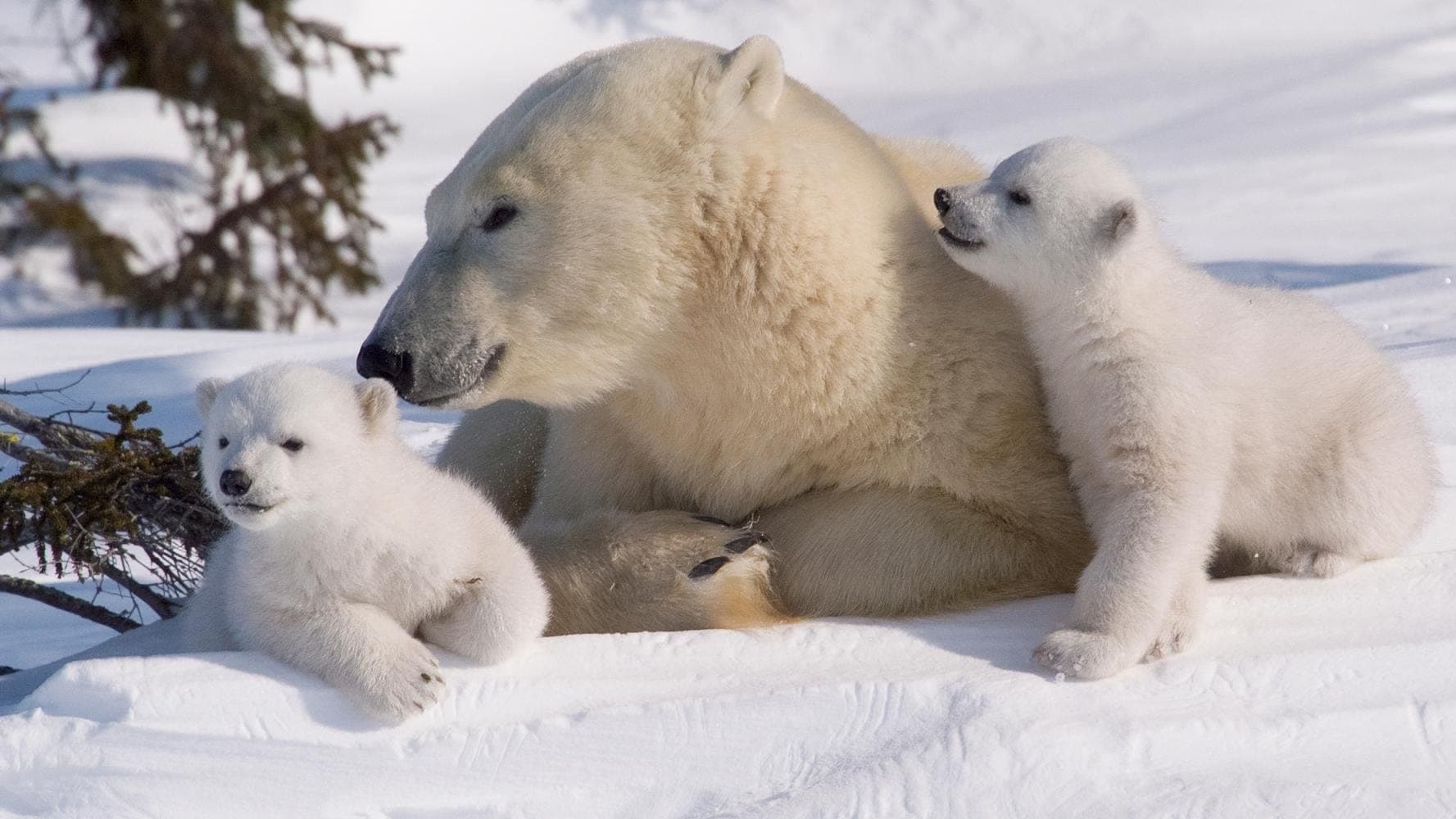 Arctic Wildlife Park Tour