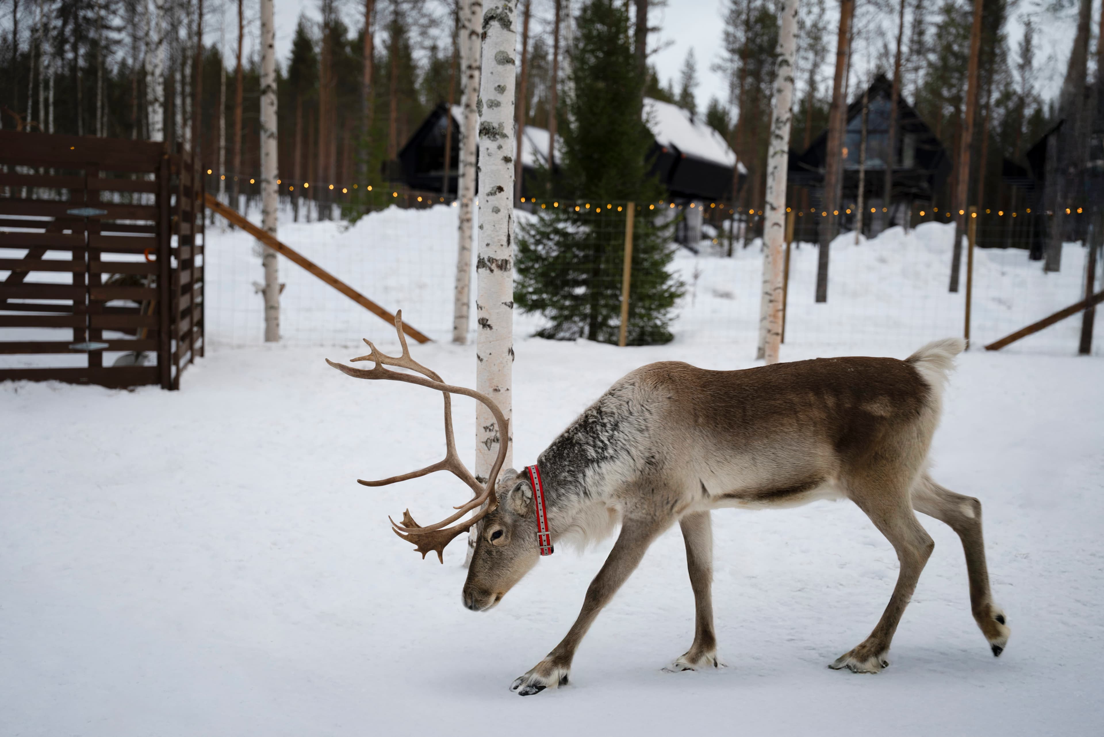 Reindeer Sleigh Ride