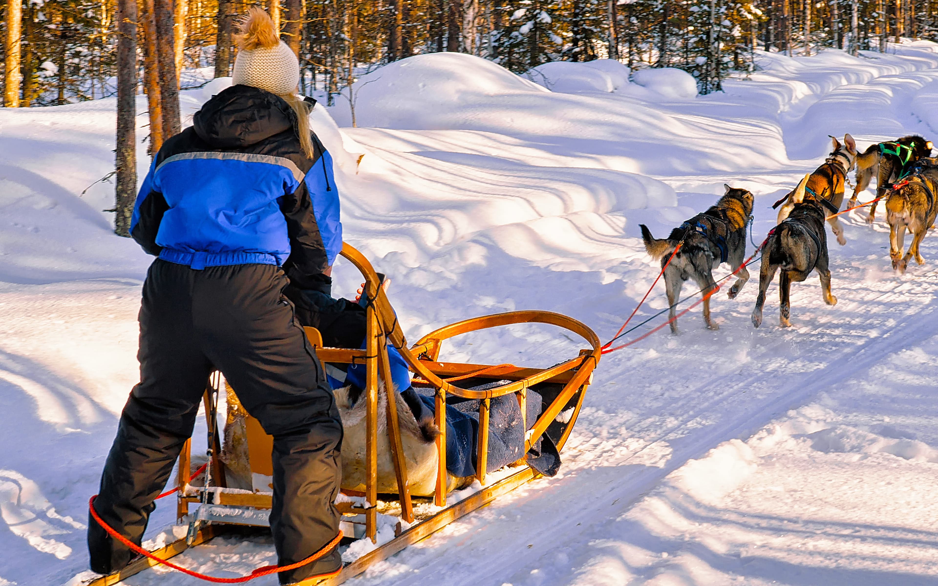 Husky Sleigh Ride - 6