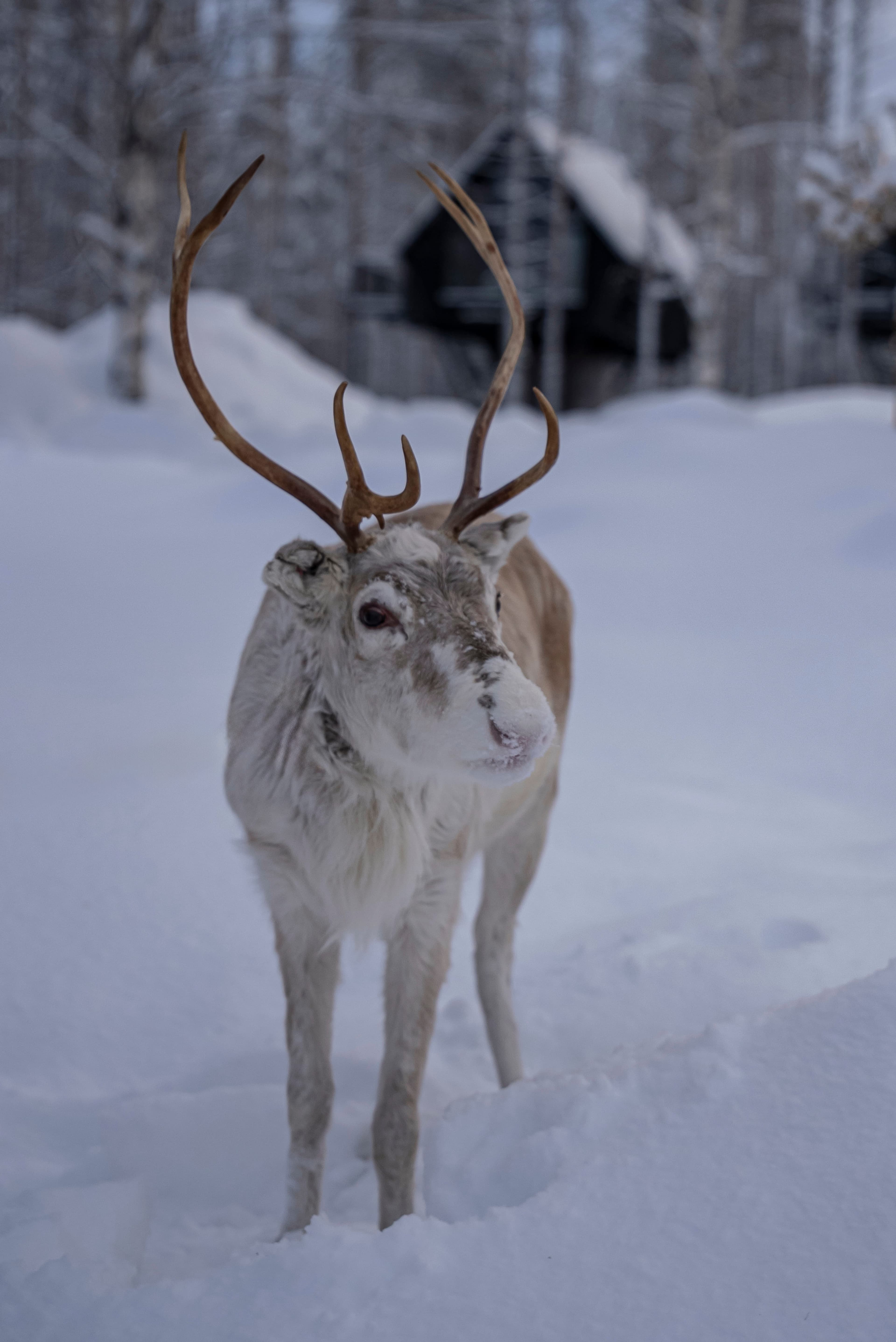 Reindeer Sleigh Ride - 5