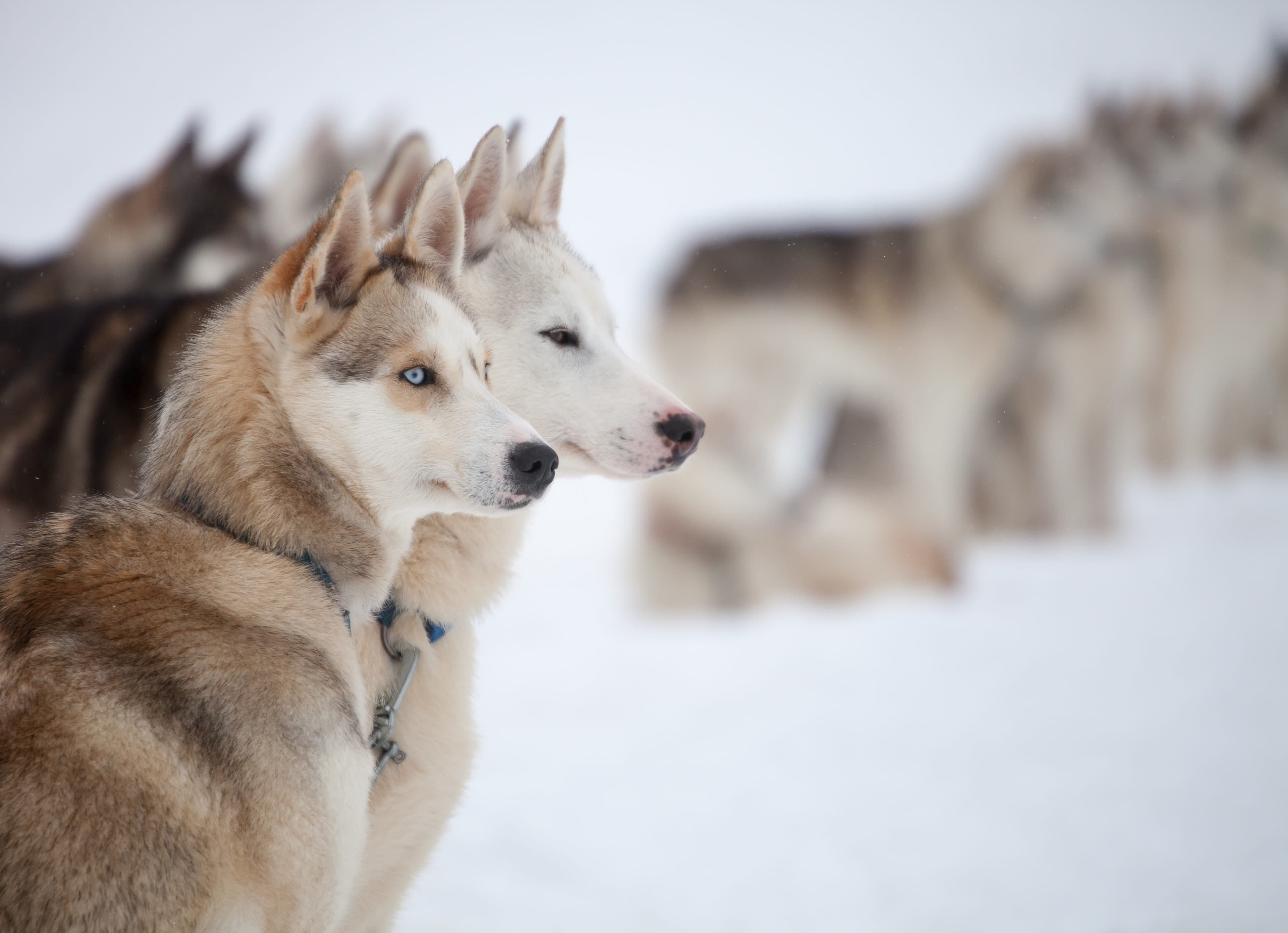 Husky Sleigh Ride