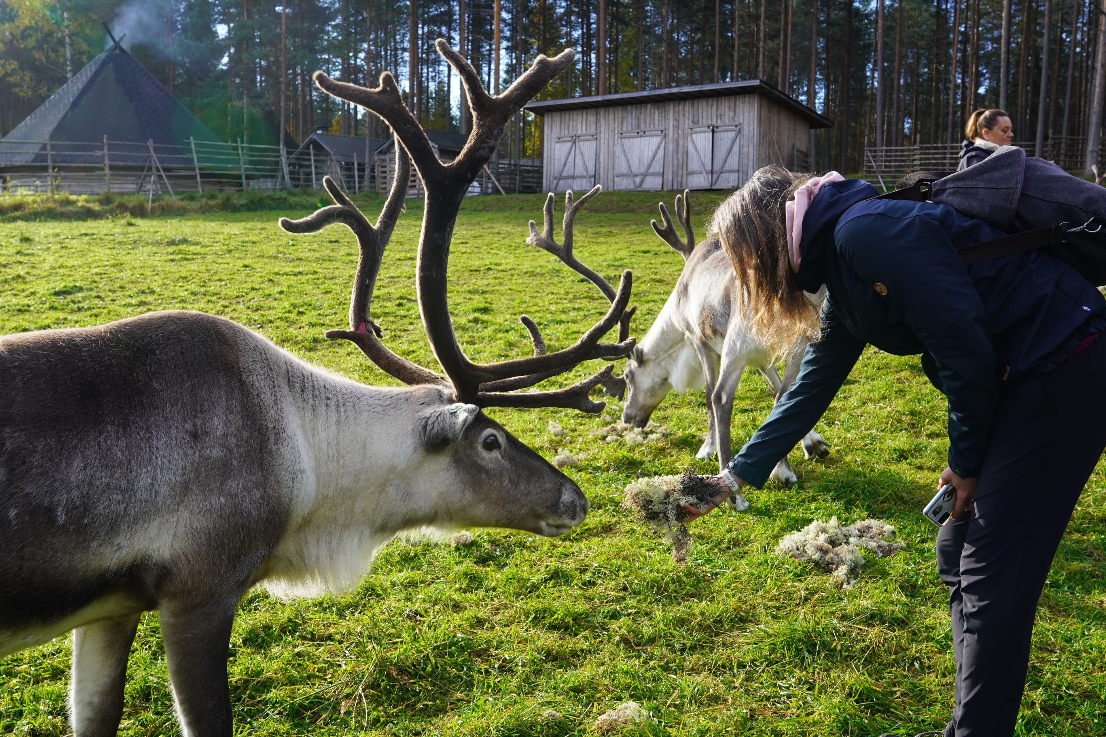 Reindeer Walk in the Arctic Forest - 6