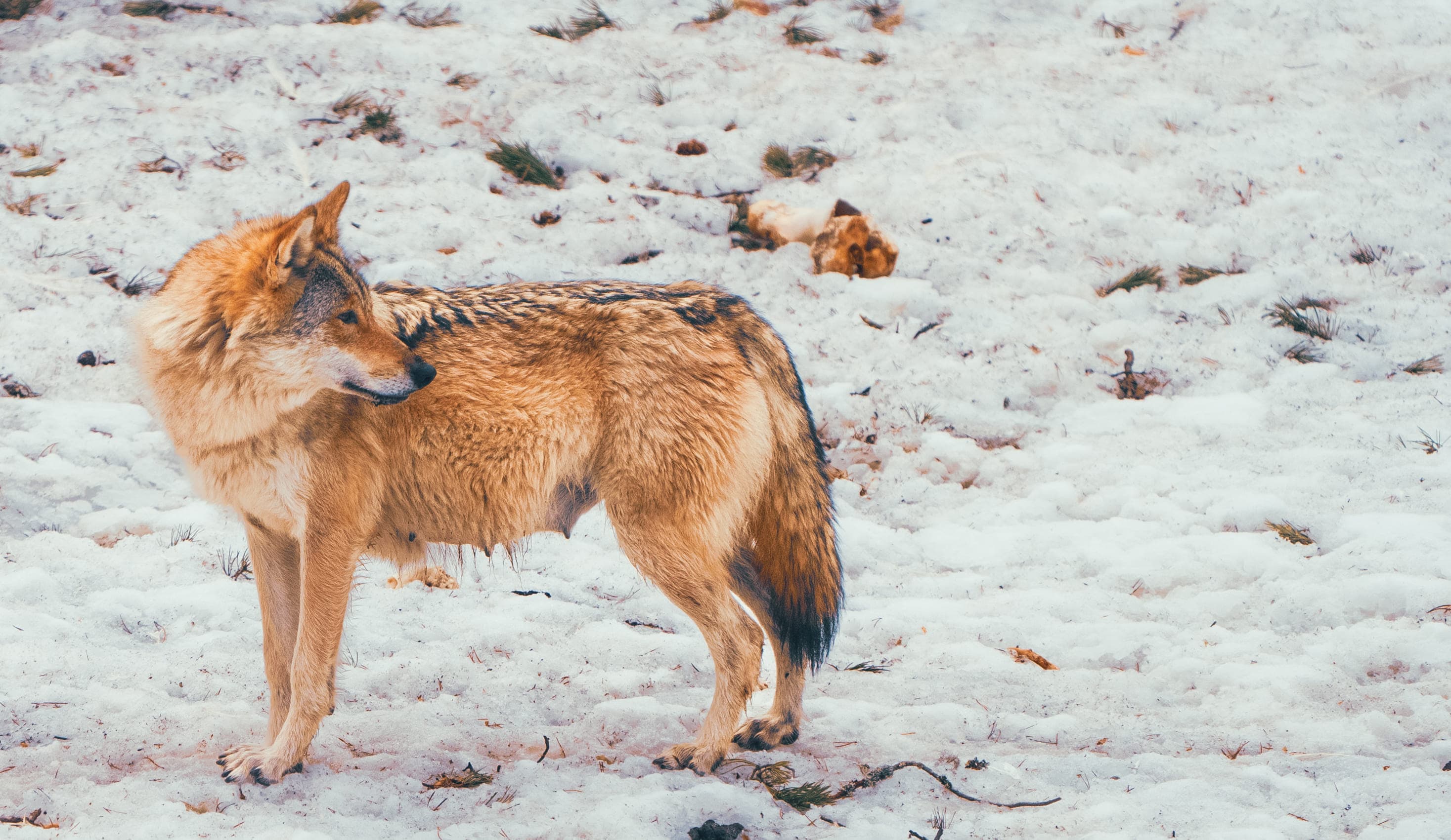 Arctic Wildlife Park Tour - 10