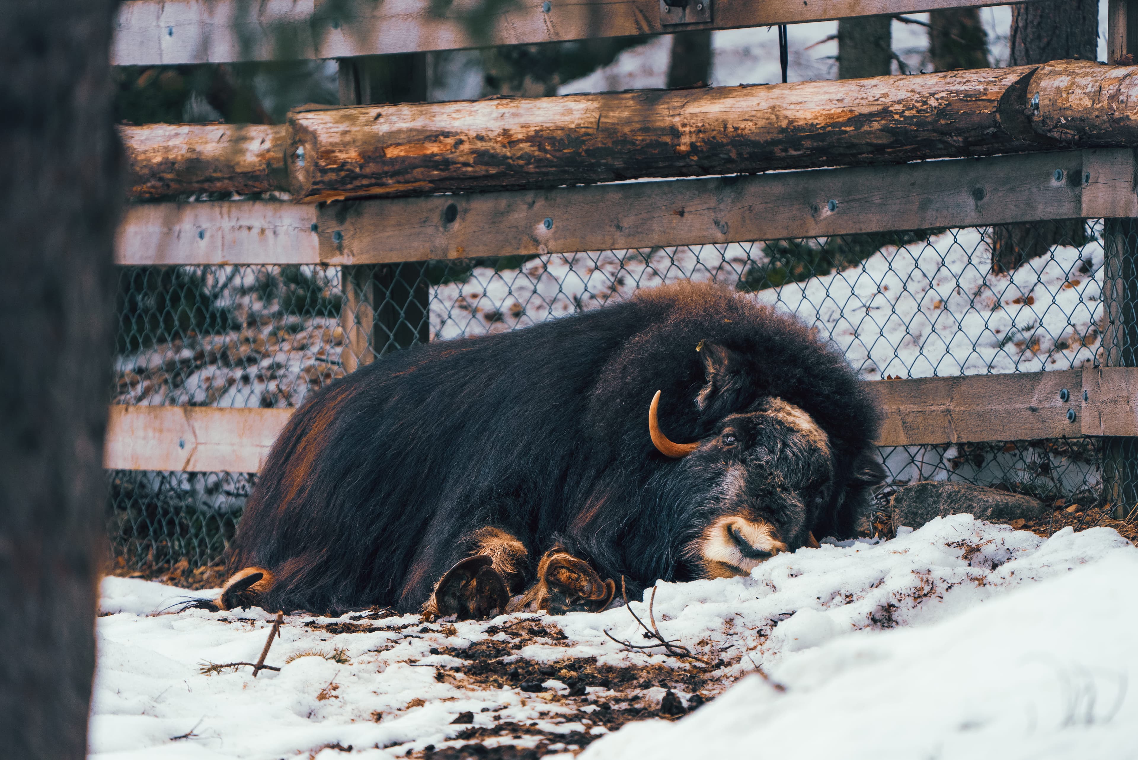 Arctic Wildlife Park Tour - 5