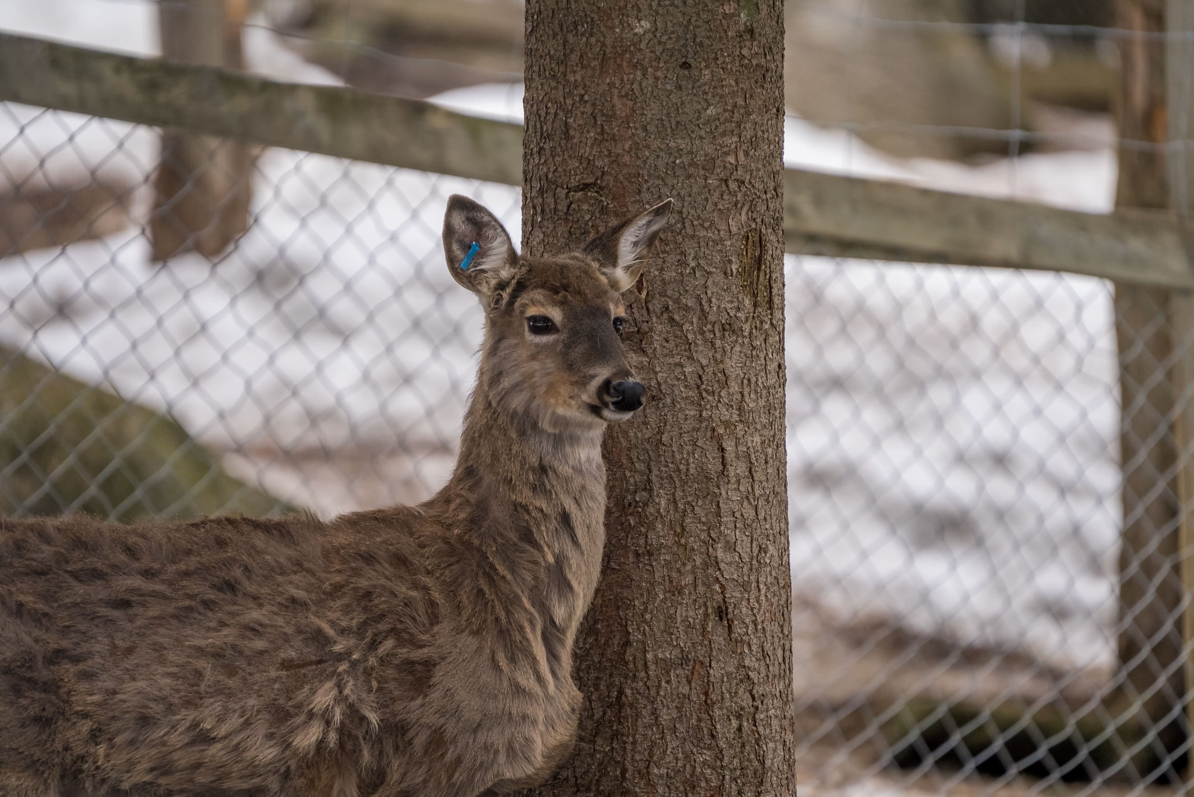 Arctic Wildlife Park Tour - 12