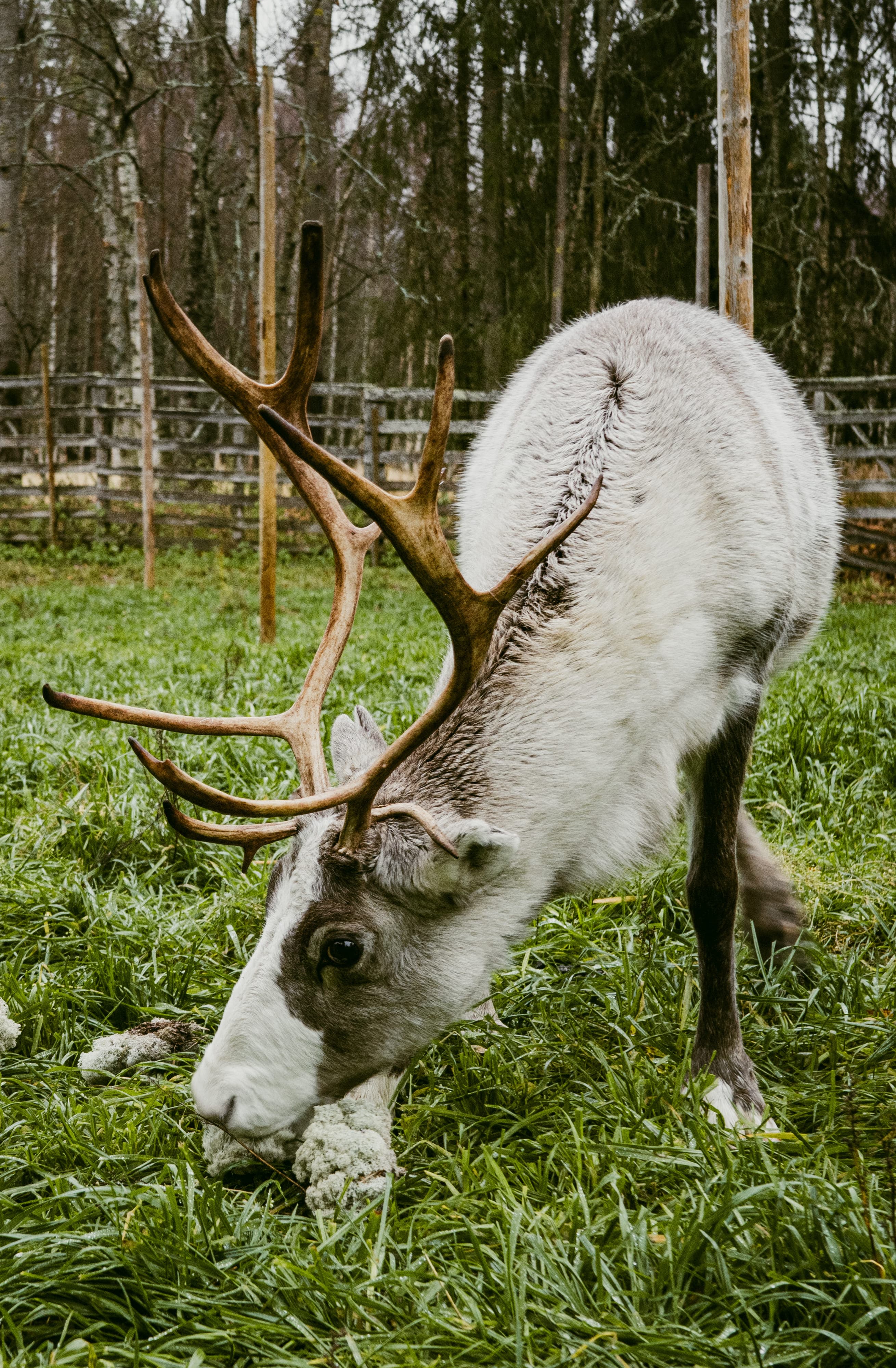 Reindeer Walk in the Arctic Forest - 10