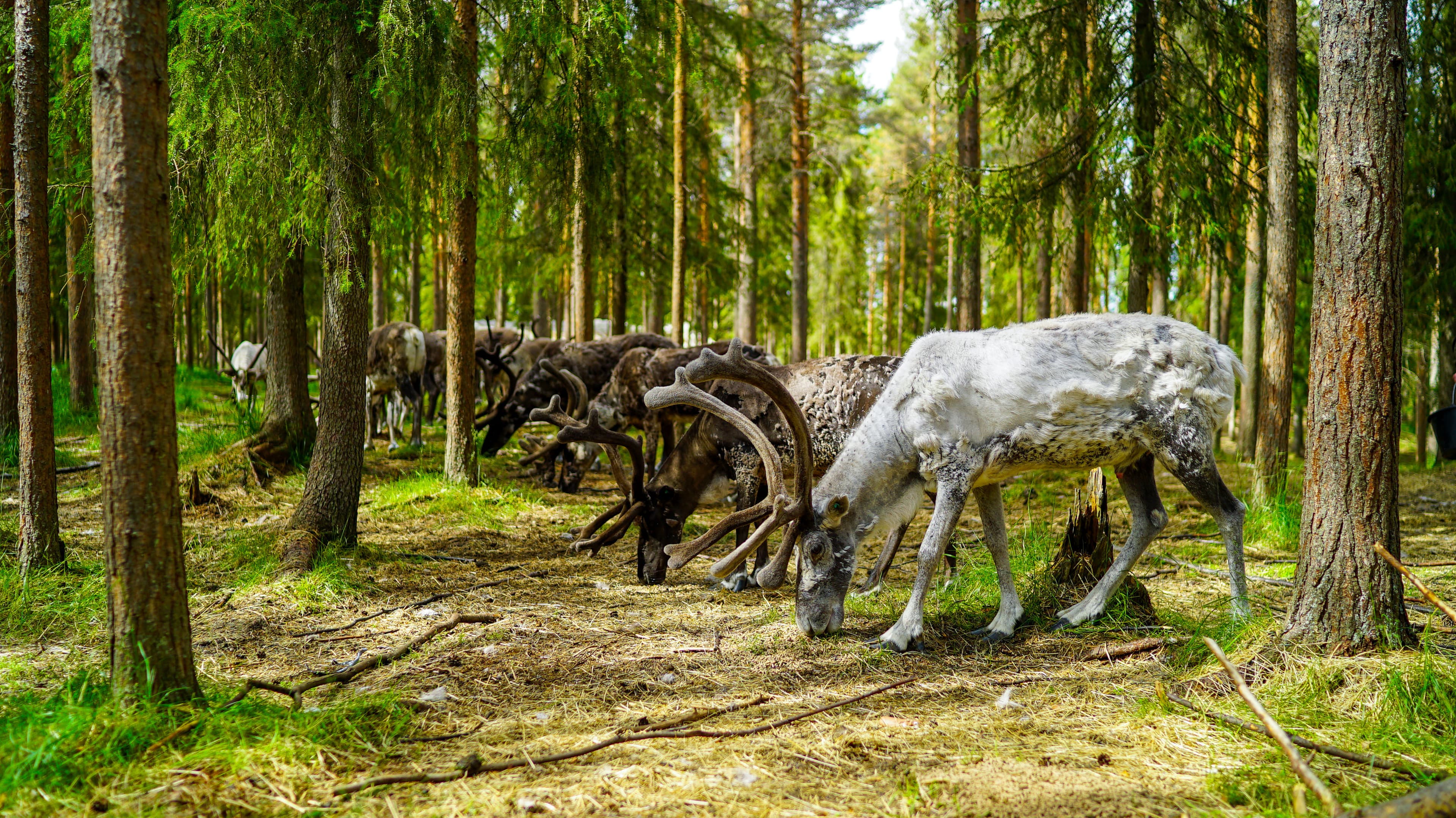 Reindeer Walk in the Arctic Forest - 11