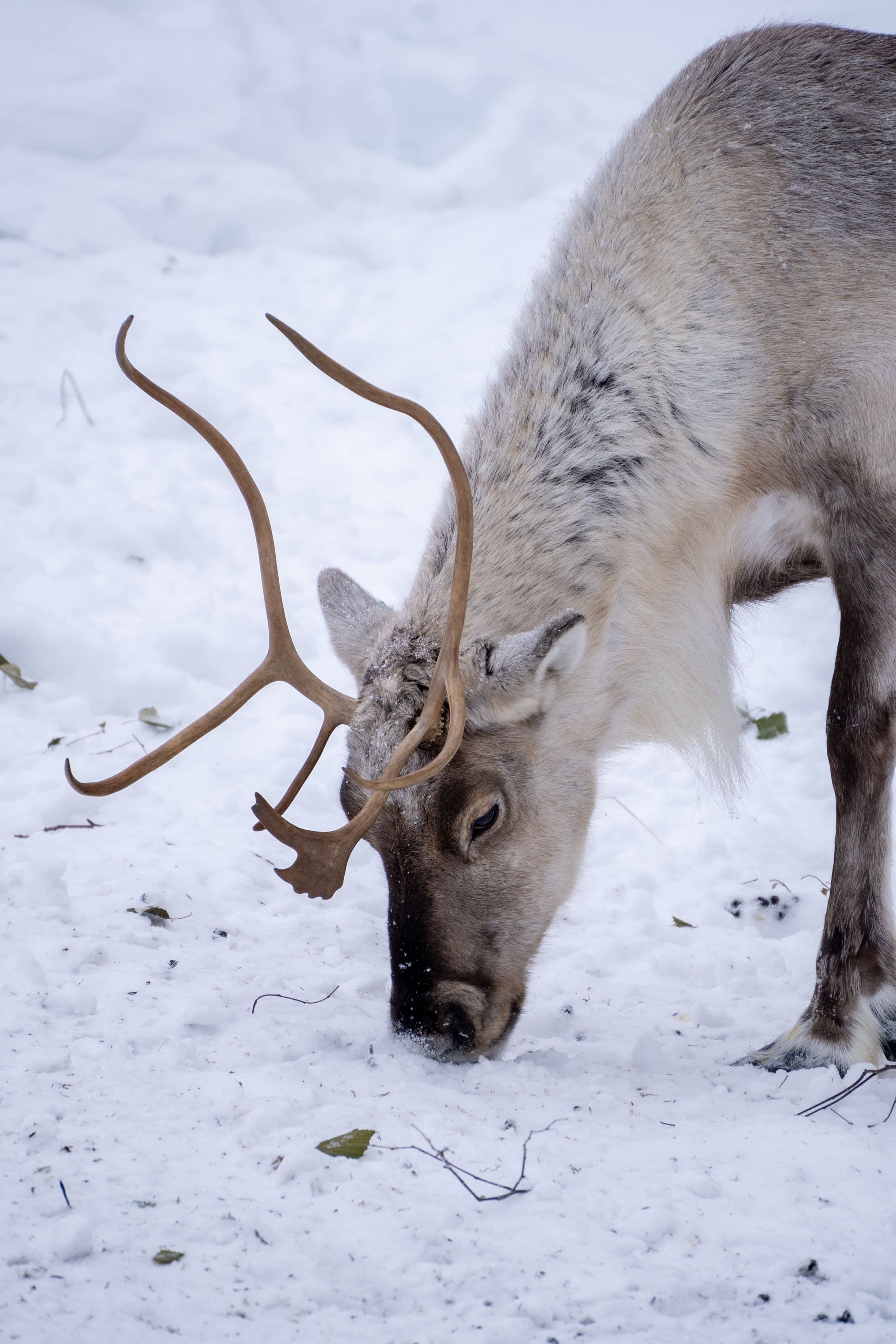 Arctic Wildlife Park Tour - 6