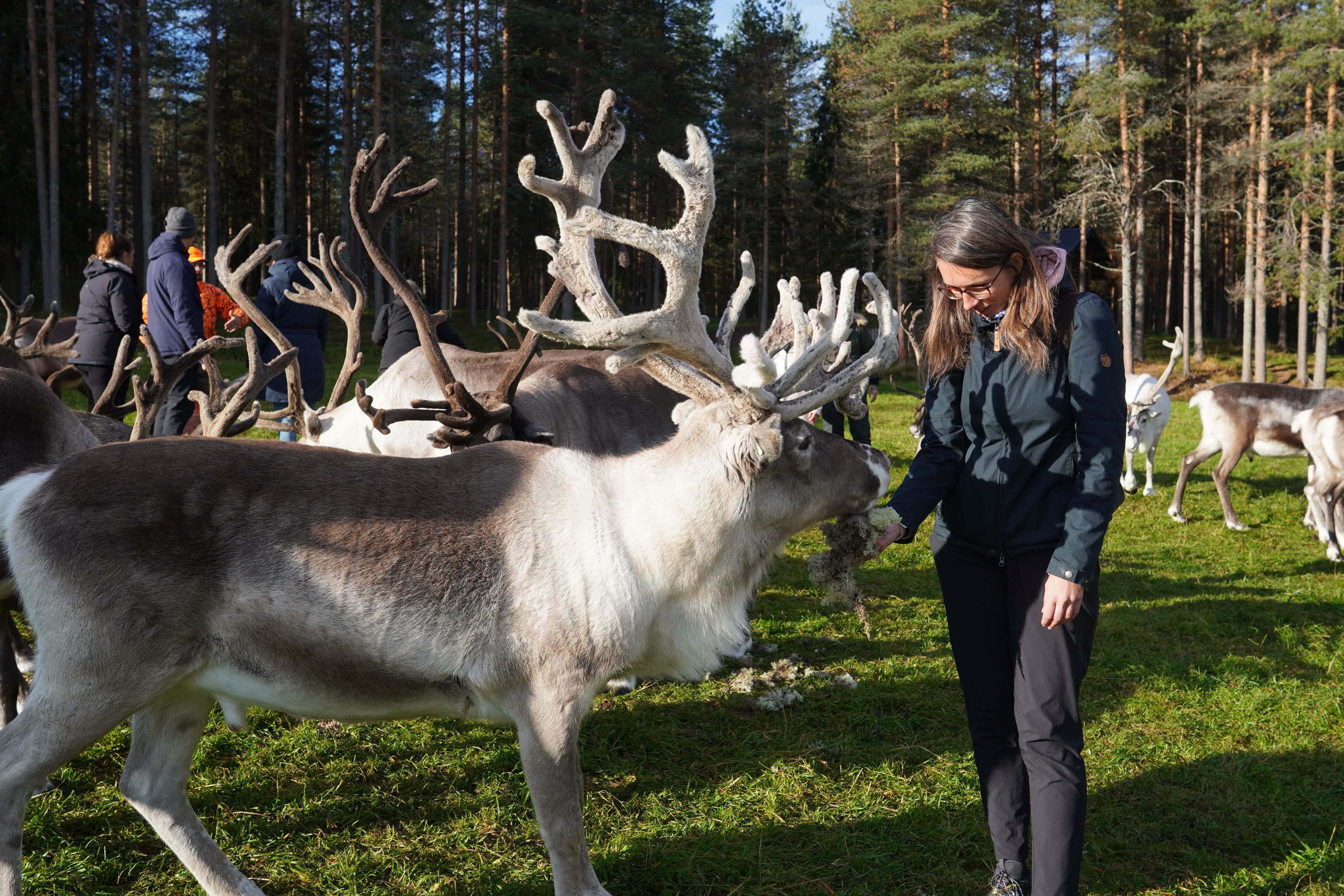 Reindeer Walk in the Arctic Forest - 8