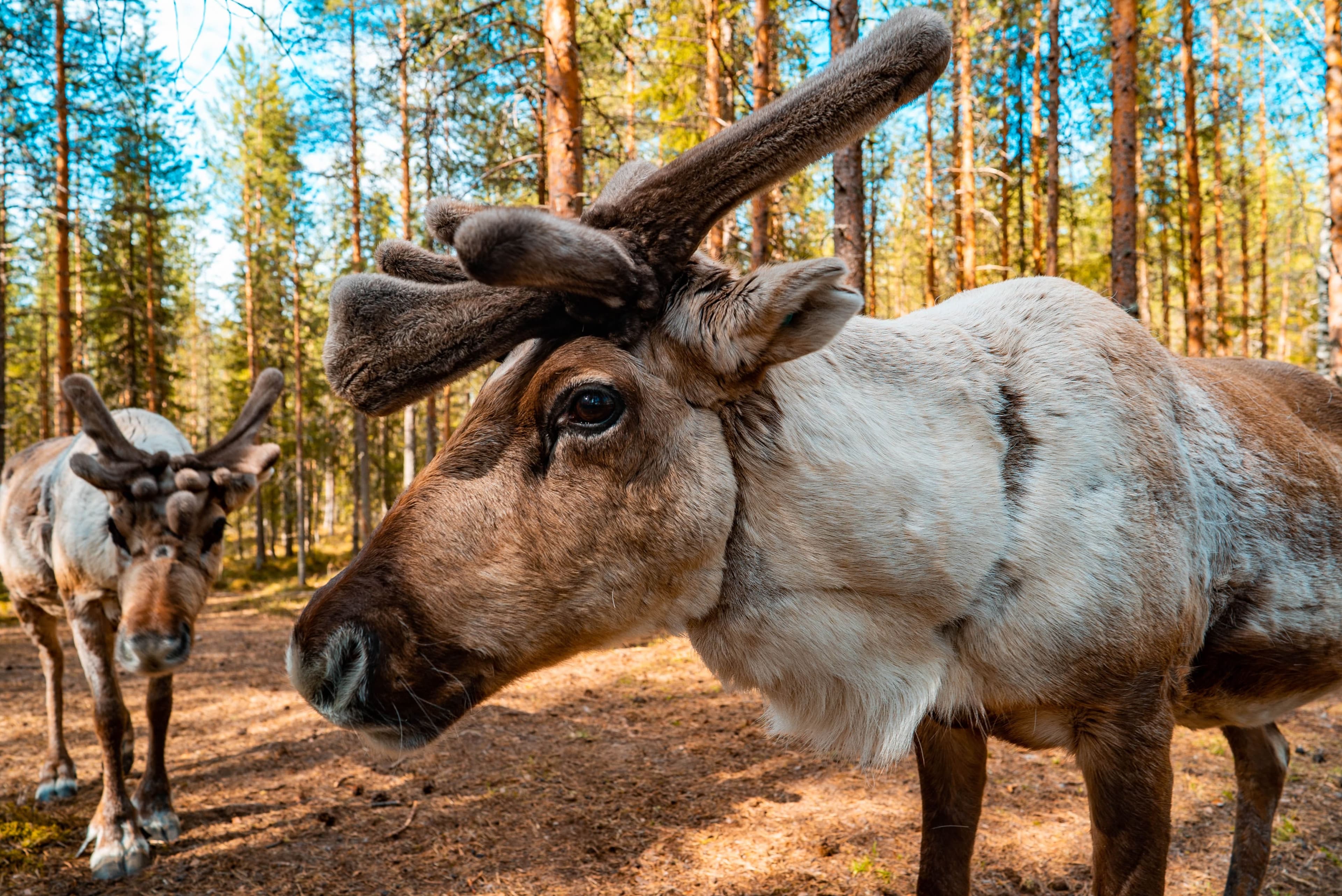 Reindeer Walk in the Arctic Forest - 9