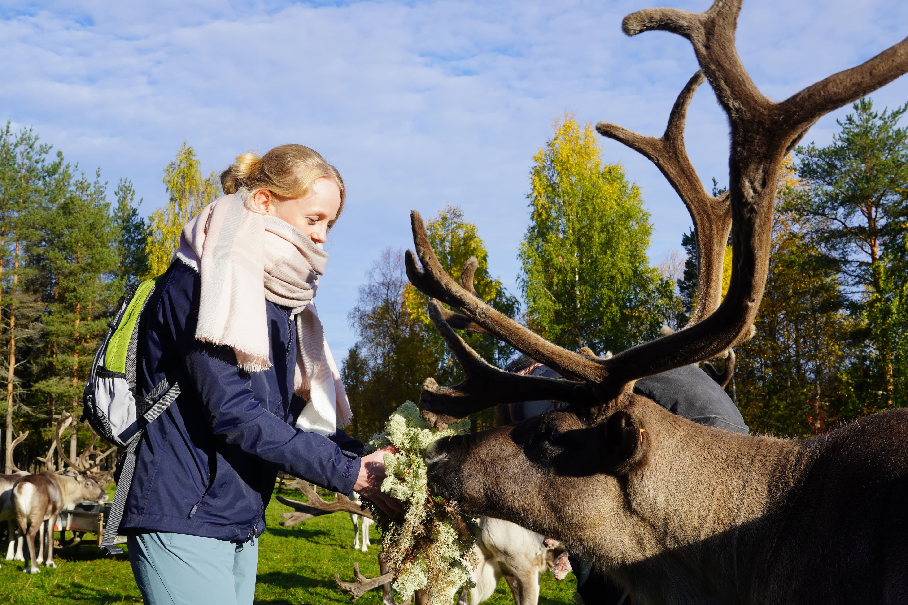 Reindeer Walk in the Arctic Forest - 7
