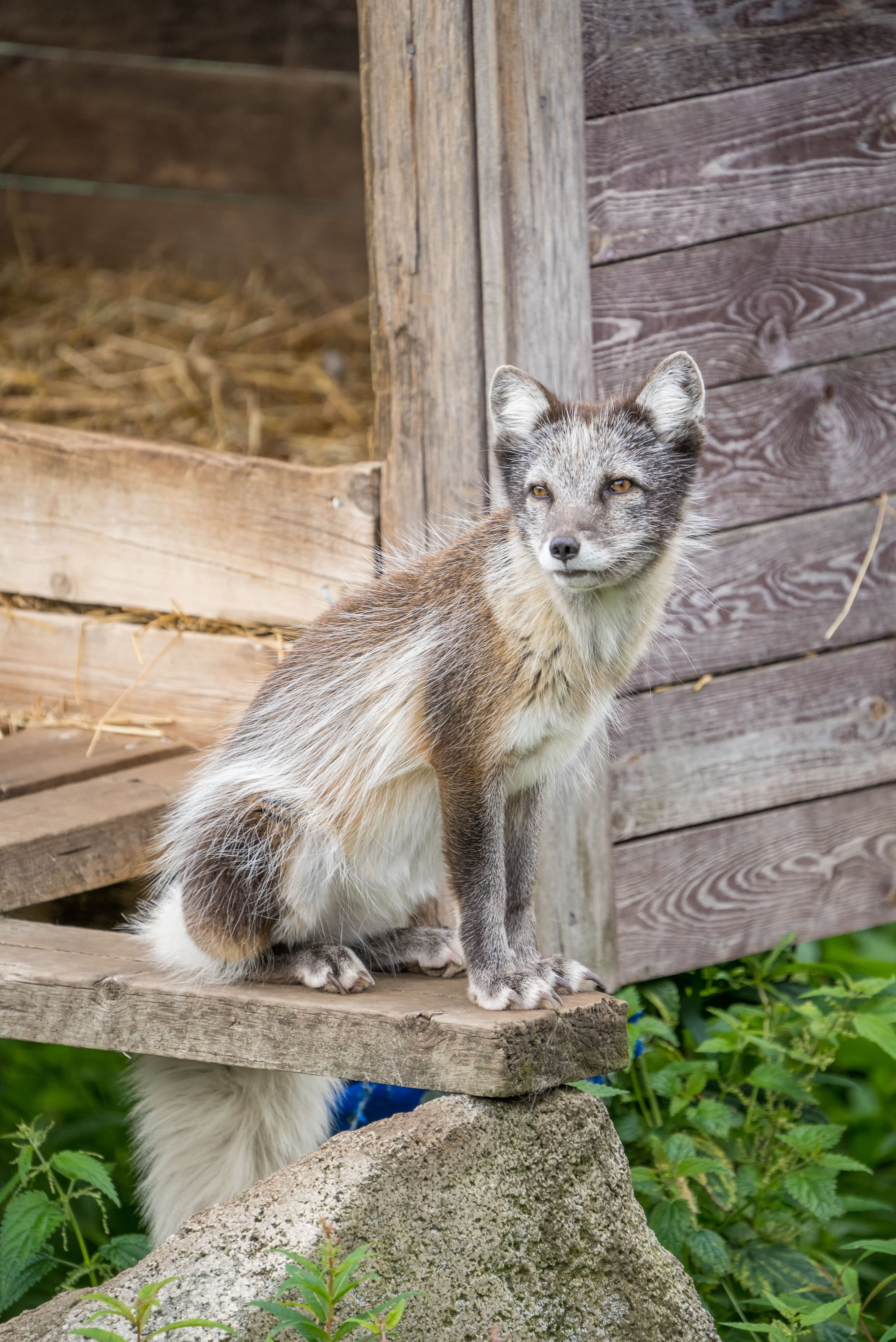 Arctic Wildlife Park Tour - 7