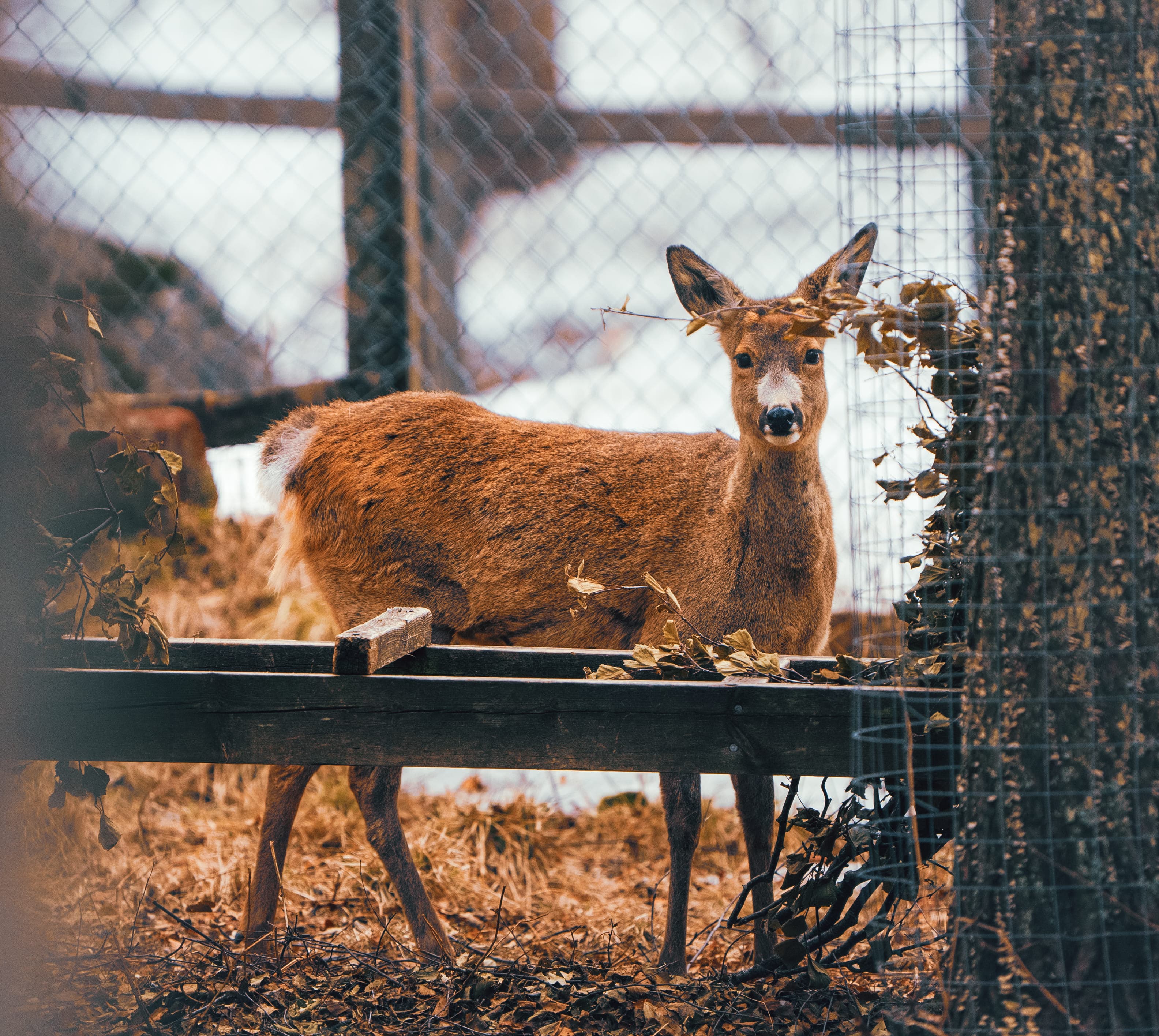 Arctic Wildlife Park Tour - 11