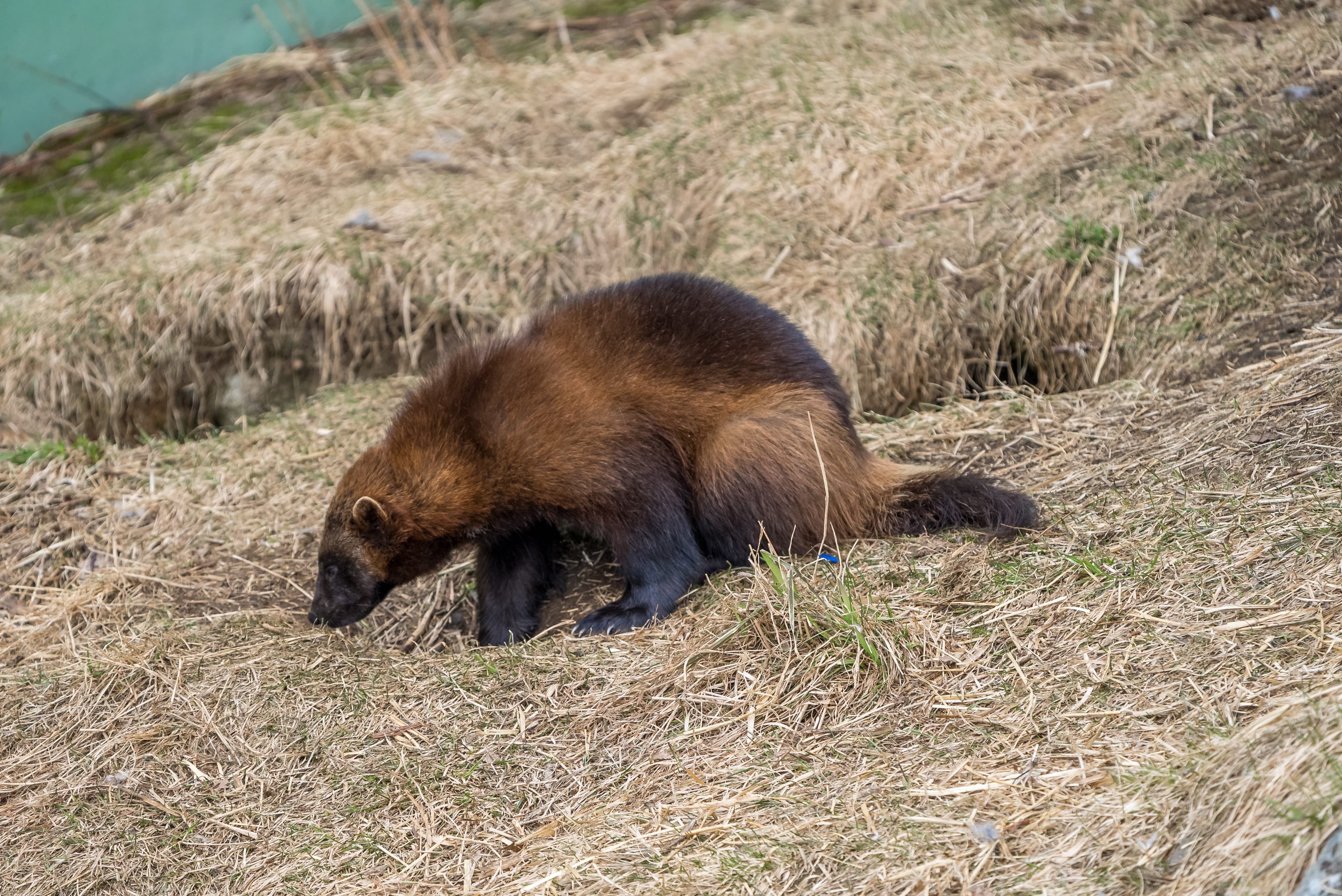 Arctic Wildlife Park Tour - 9