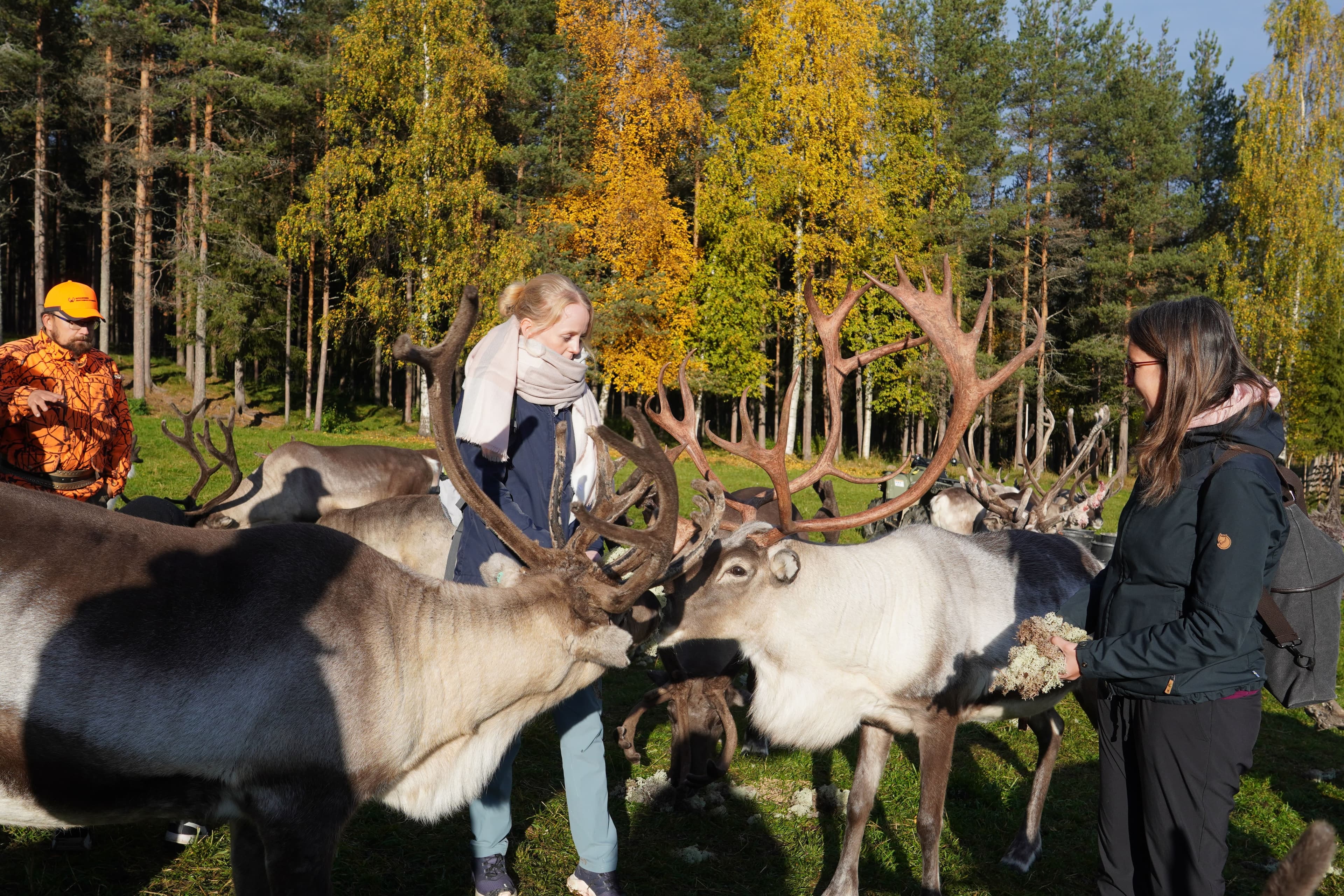 Reindeer Walk in the Arctic Forest - 5